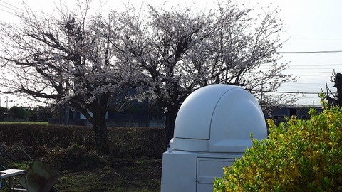 ⑥ドームと桜
