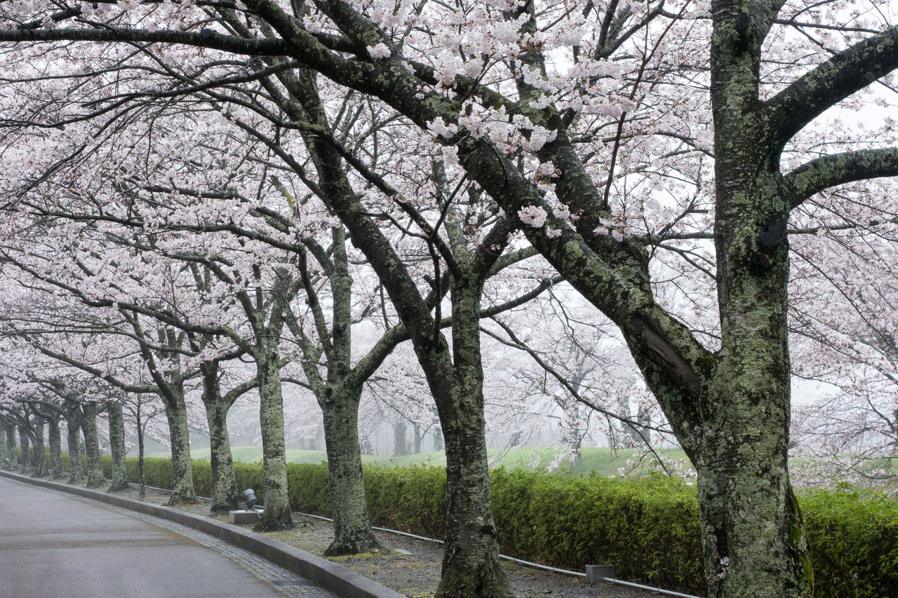 和らぎの道 亀岡 七谷川沿い の桜 その二 ほのぼの 和らぎの道 亀岡 七谷川沿い の桜 その二 ほのぼの