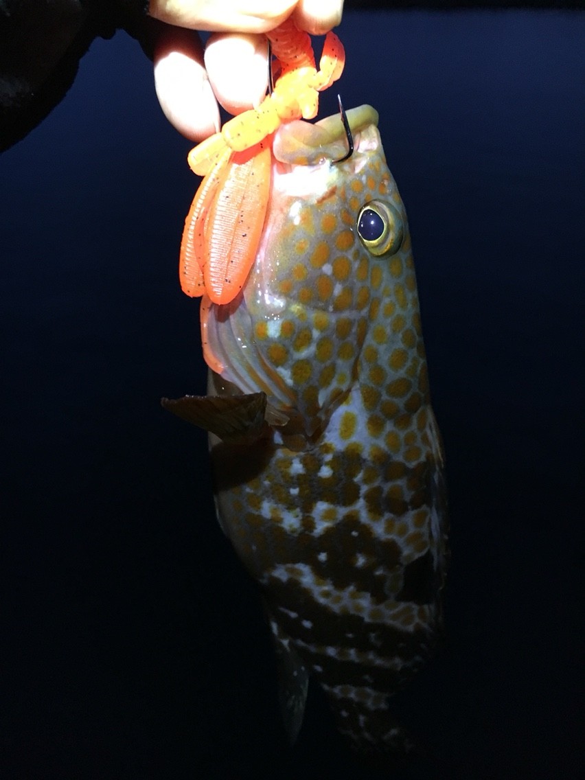 雨後 ウネリと濁りのキジハタゲーム 渓海幕山 けいかいばくざん