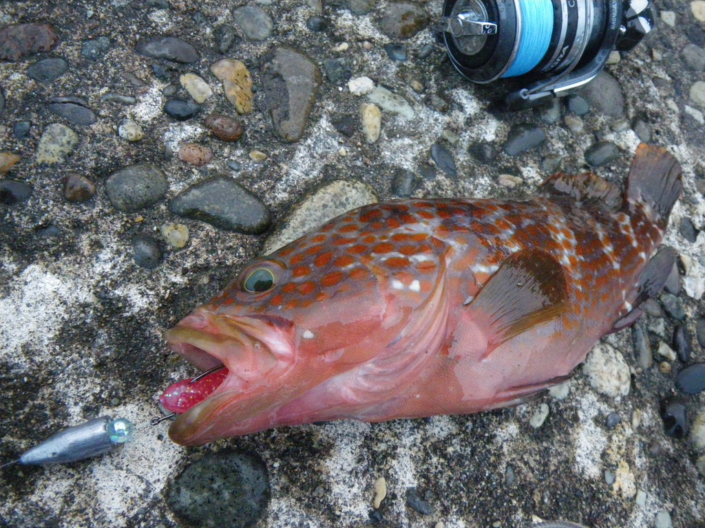 キジハタと友人 渓海幕山 けいかいばくざん