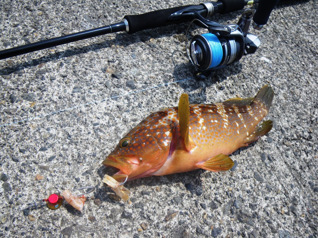 キジハタと友人 渓海幕山 けいかいばくざん