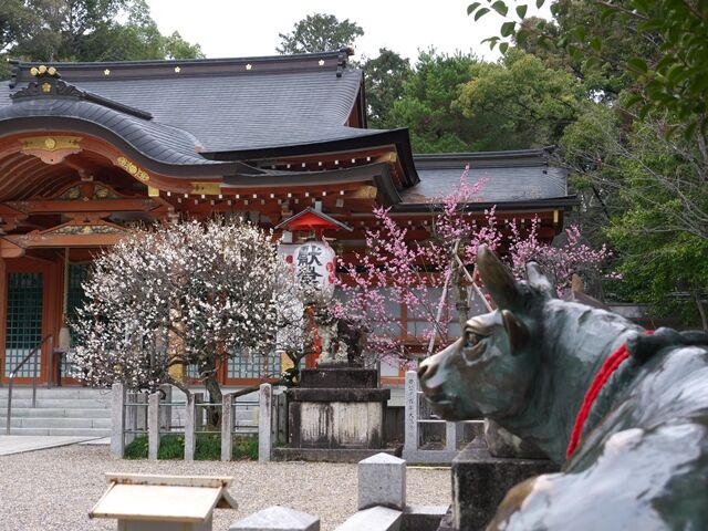 長岡天満宮の梅の花 散策日記 主に京都 四季の彩り雅やかに 長岡天満宮の梅の花 散策日記 主に京都 四季の彩り雅やかに