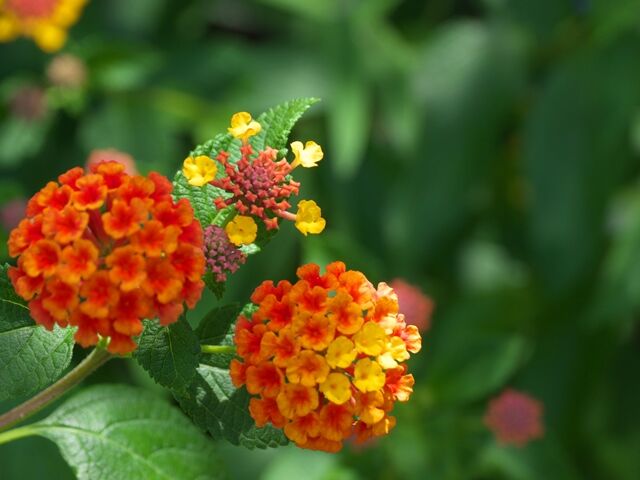 大阪府高槻市 新川桜堤の蓮の花 散策日記 主に京都 四季の彩り雅やかに