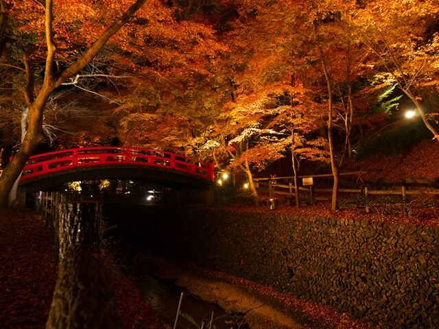 北野天満宮 史跡御土居もみじ苑 紅葉ライトアップ 散策日記 主に京都 四季の彩り雅やかに