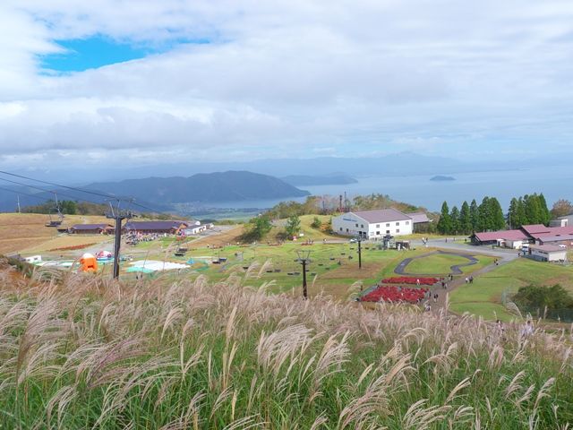 滋賀県 箱館山コキアパークからメタセコイア並木 散策日記 主に京都 四季の彩り雅やかに
