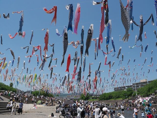 高槻市 芥川桜堤公園 第３０回 こいのぼりフェスタ１０００ 散策日記 主に京都 四季の彩り雅やかに