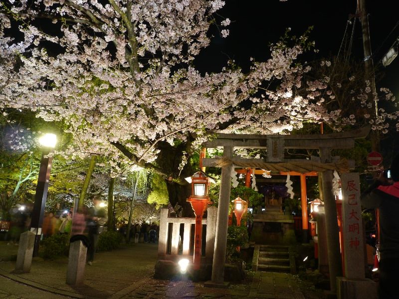 淀城跡公園 祇園白川宵桜ライトアップ 散策日記 主に京都 四季の彩り雅やかに