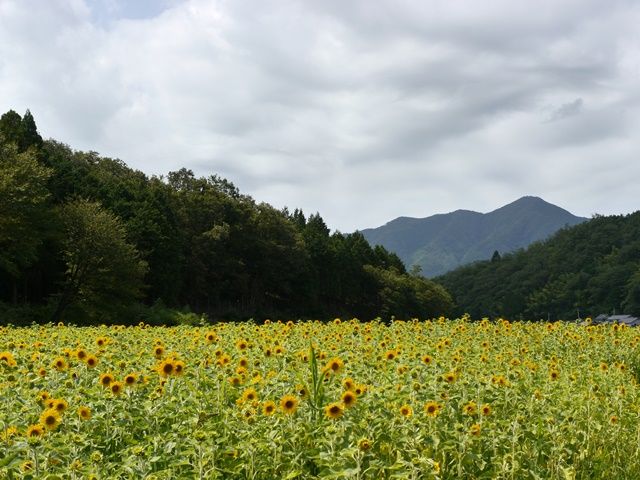 与謝野町ひまわりフェスティバルと たんとう花公園ひまわり畑 散策日記 主に京都 四季の彩り雅やかに