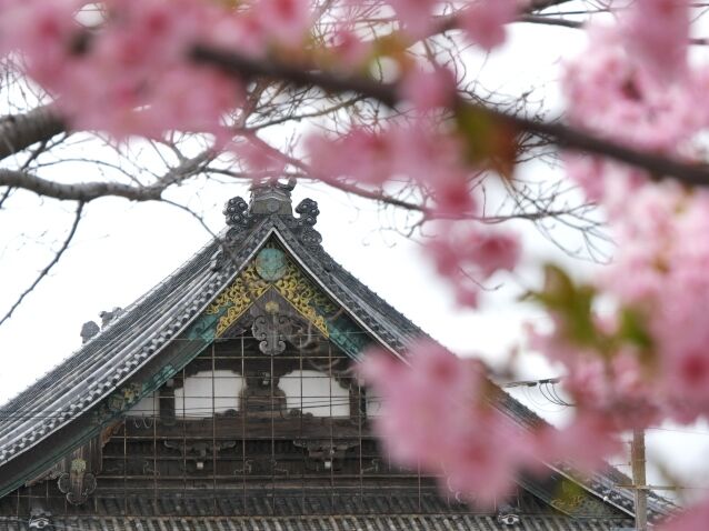 大阪府高槻市 小寺池から本照寺 筒井池の河津桜 散策日記 主に京都 四季の彩り雅やかに 大阪府高槻市 小寺池から本照寺 筒井池の河津桜 散策日記 主に京都 四季の彩り雅やかに