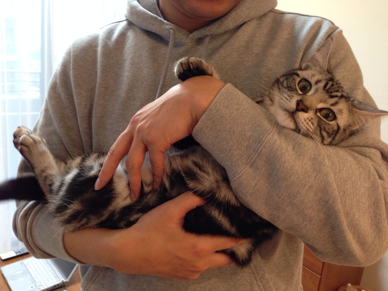 ついに 抱っこ好きに アメショの銀ちゃん ついに 抱っこ好きに アメショの銀ちゃん