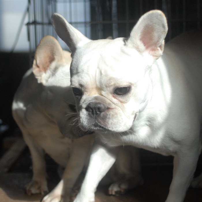 犬4