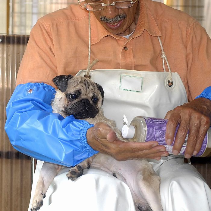 犬舎2