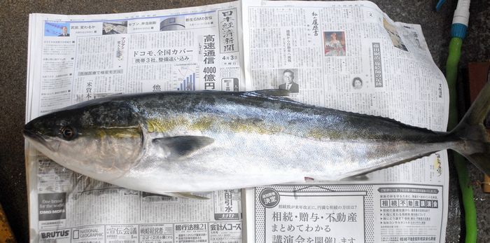 ブリ