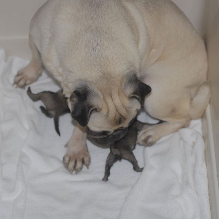 犬ー3
