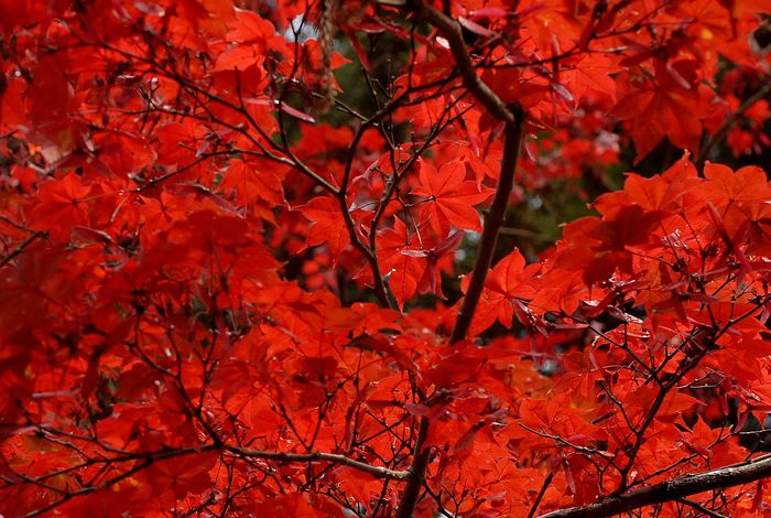 _DSC0111-1