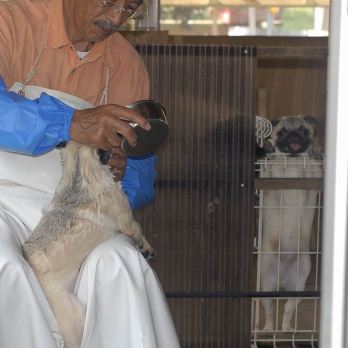 犬舎3