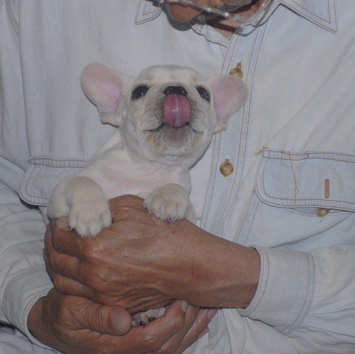 susi
