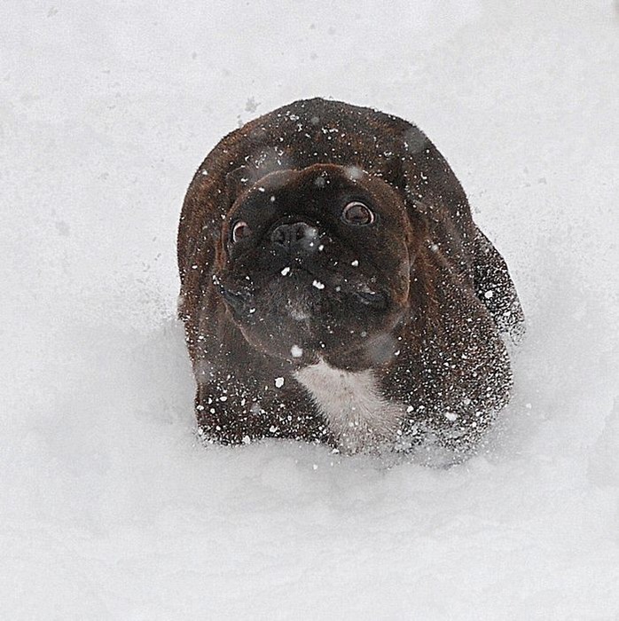 犬です