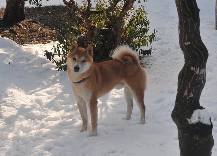 日本犬2