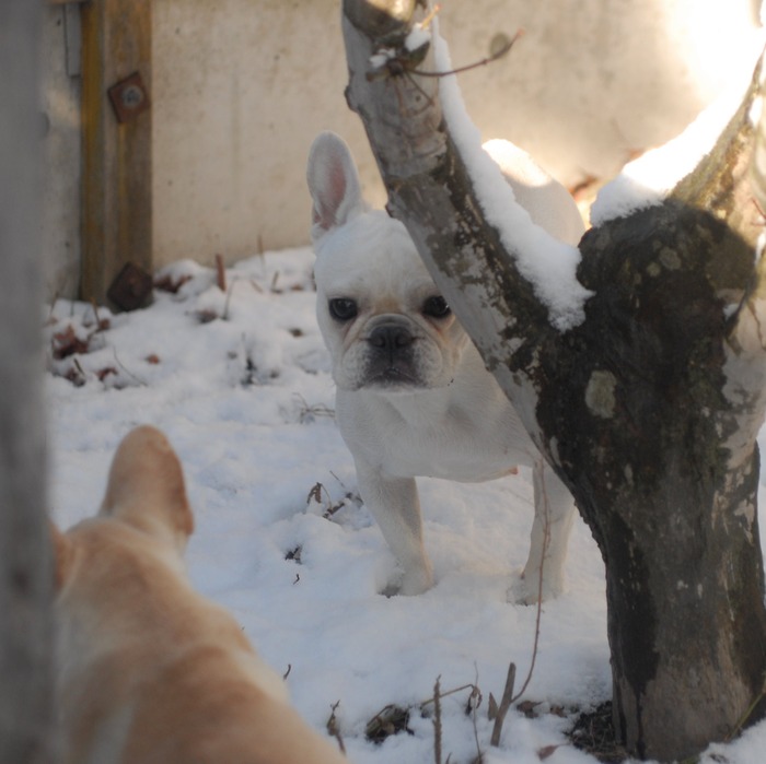 犬2