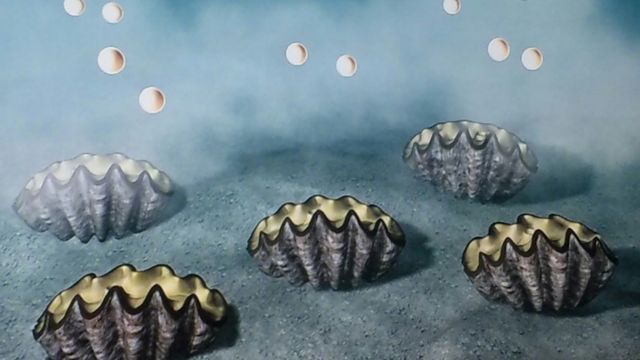 世界最大の貝は重さ350kgにも 能勢慶子 の 絵日記 世界最大の貝は重さ350kgにも 能勢慶子 の 絵日記