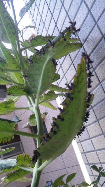 ゲーテさんが栽培していた植物とは 能勢慶子 の 絵日記