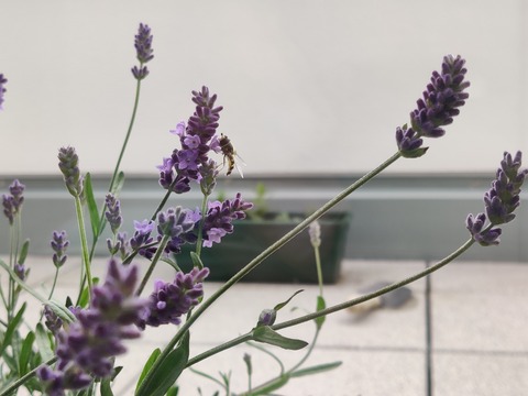 ガーデニング Keikoのデュッセルログ