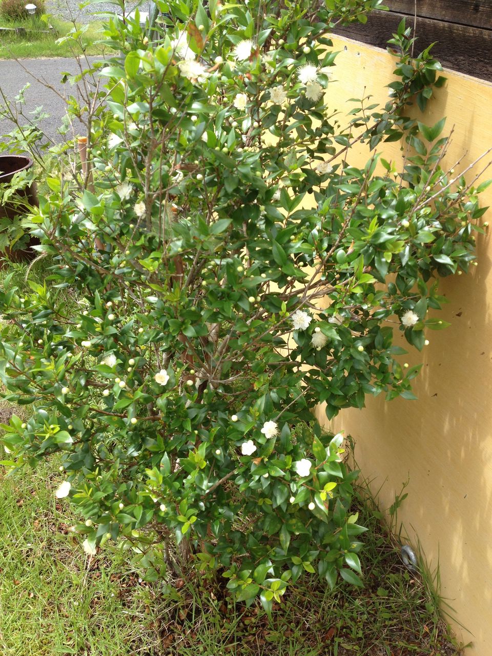 ミルトス の花が咲きました スローライフ In 蒜山高原