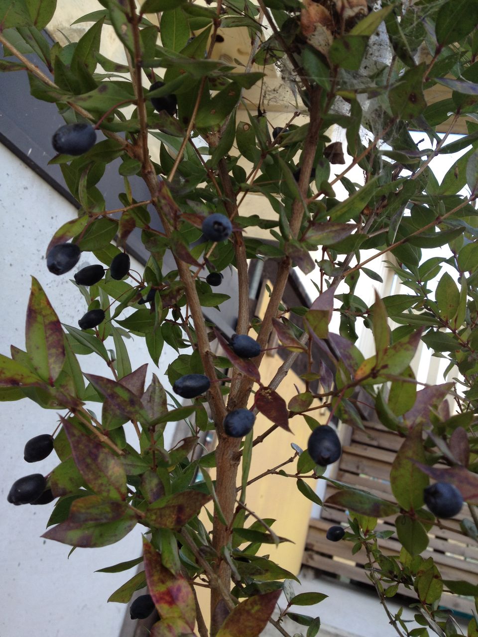 ミルトスの木に実がなりました スローライフ In 蒜山高原