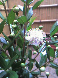 ミルトス の花が咲きました スローライフ In 蒜山高原 ミルトス の花が咲きました スローライフ In 蒜山高原