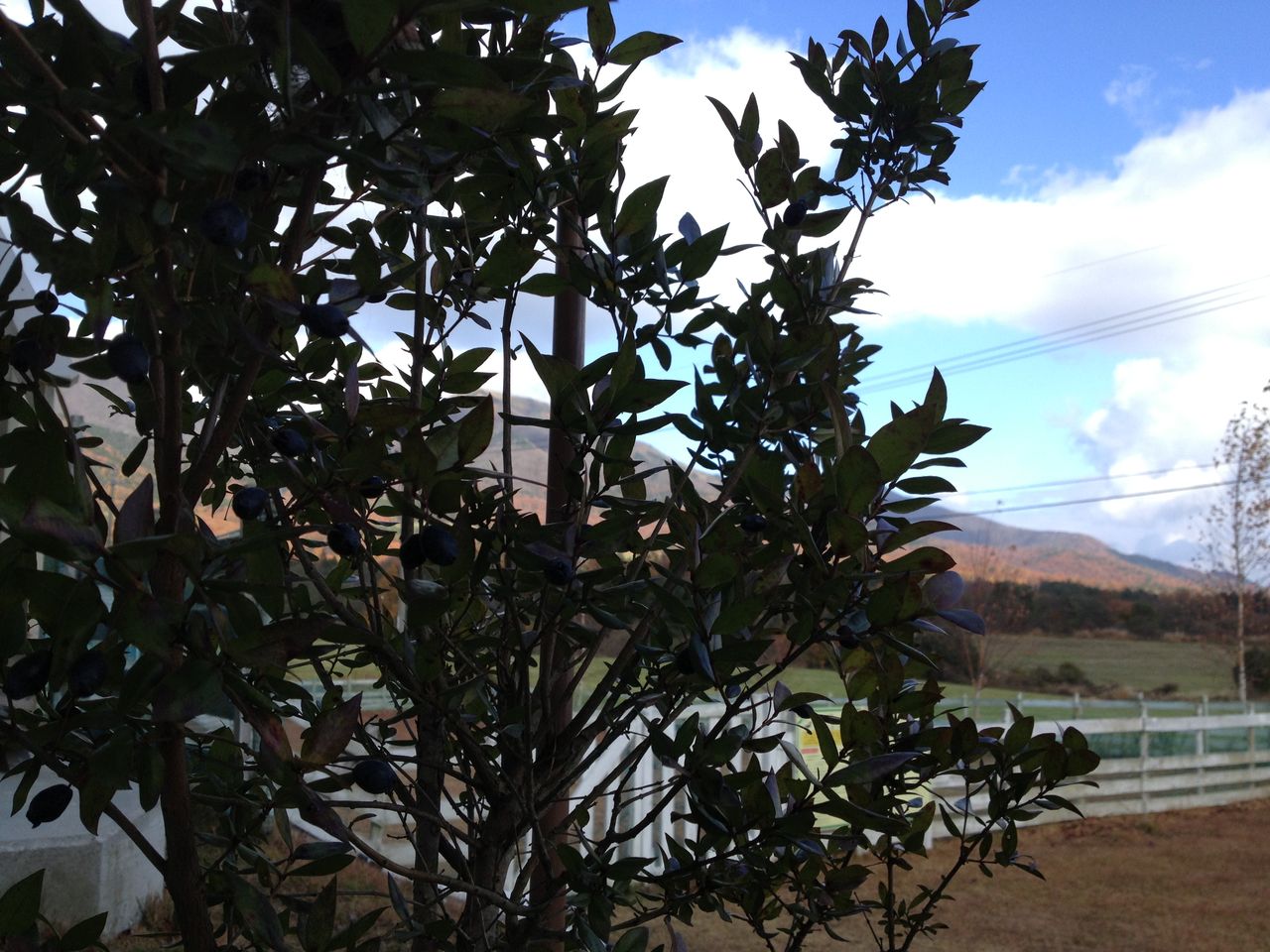 ミルトスの木に実がなりました スローライフ In 蒜山高原