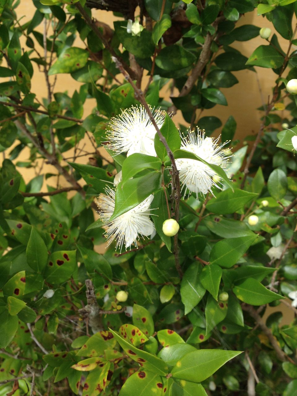 ミルトス の花が咲きました スローライフ In 蒜山高原