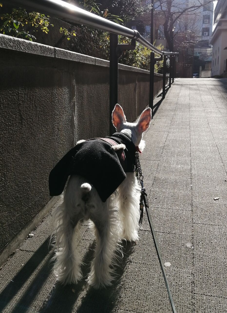 連休終わり 今日も明日も吠えない犬と一緒にin神田 連休終わり 今日も明日も吠えない犬と一緒にin神田