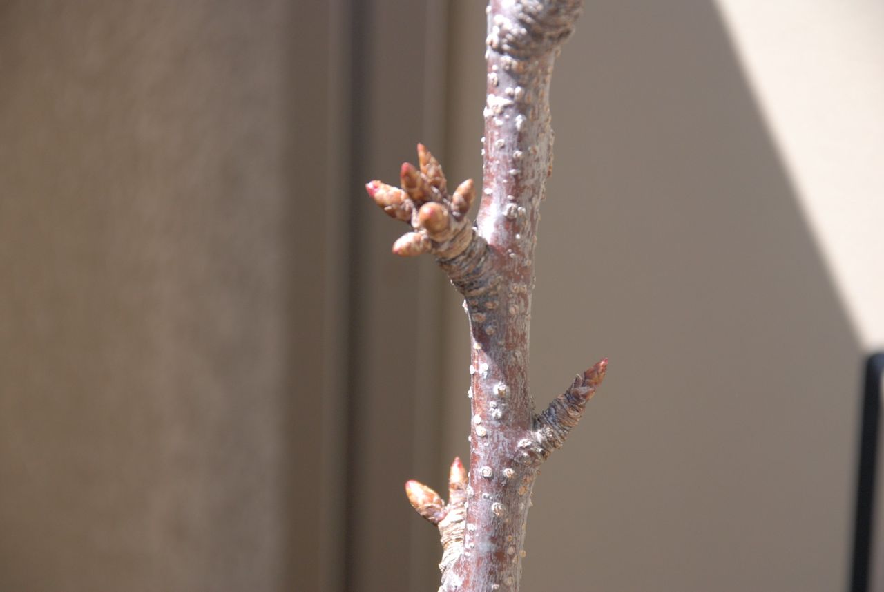 4 3 さくらんぼの木が芽吹いてる 高砂 ベランダ菜園はじめました