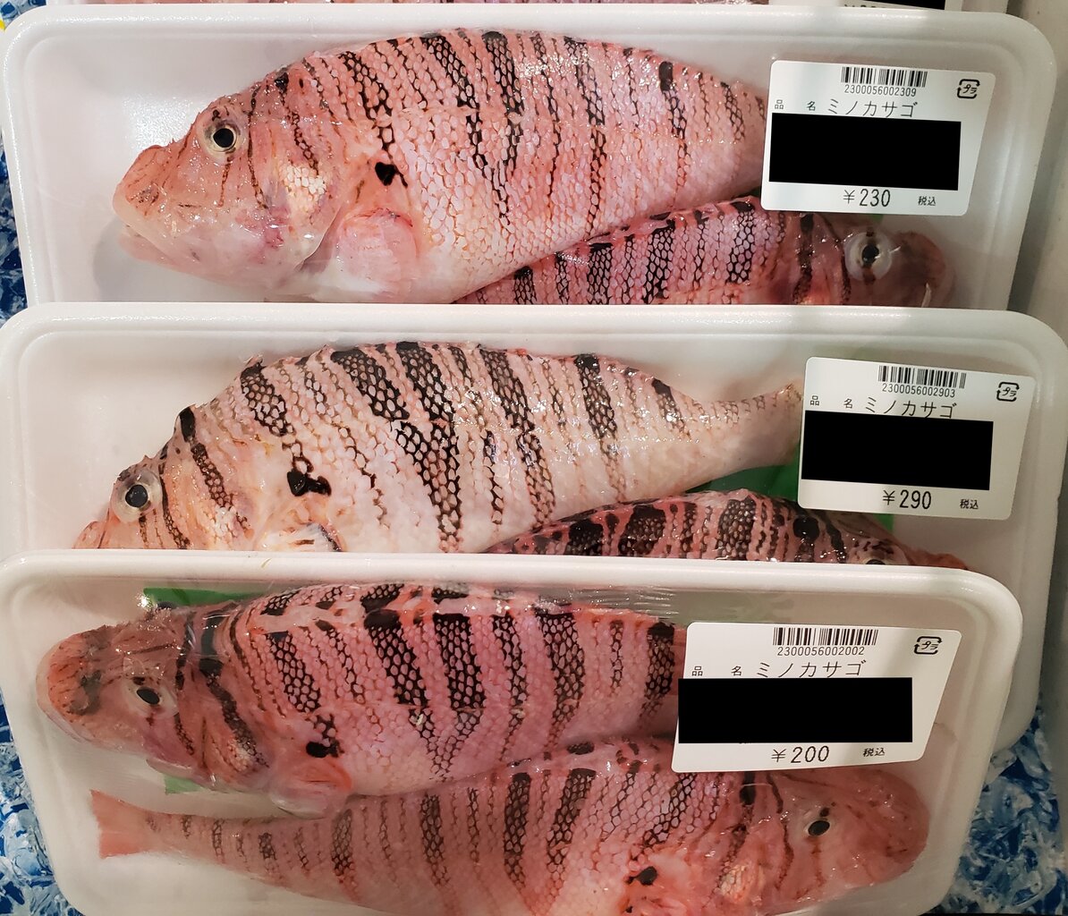 本日のおサカナ屋さん あなたが釣ってるおサカナはいくら おサカナのキモチを考える会 By カンピ 本日のおサカナ屋さん あなたが釣ってるおサカナはいくら おサカナのキモチを考える会 By カンピ