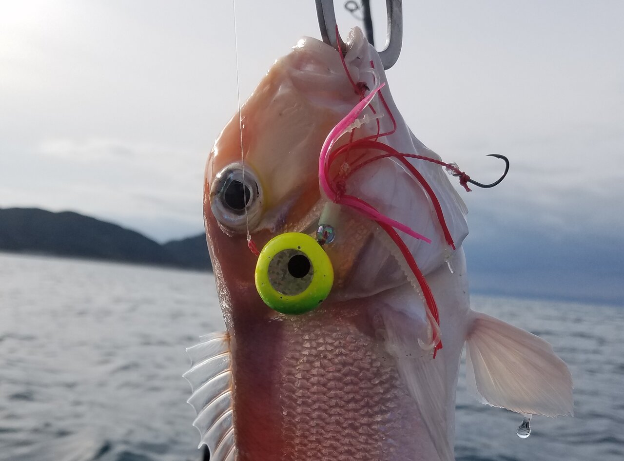 冬が旬 湾内で簡単に釣れる高級魚 おサカナのキモチを考える会 By カンピ