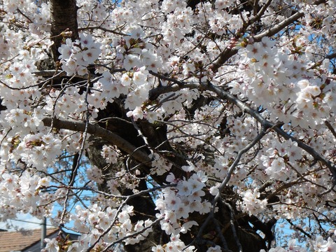 DSCN2675