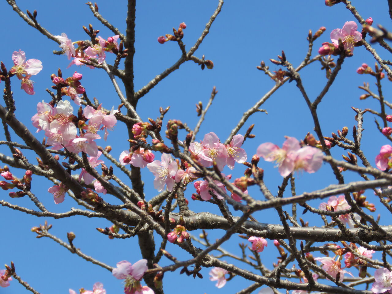 見沼氷川神社公園の寒桜が咲き始めました かわいいメジロさんも ２０２１ 夢は枯れ野を