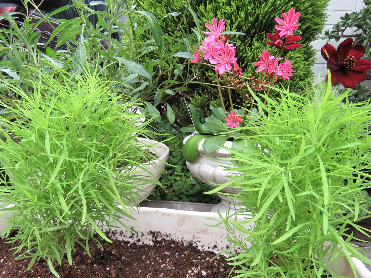 今年もコキアの苗を植え付け ２０２２ 夢は枯れ野を