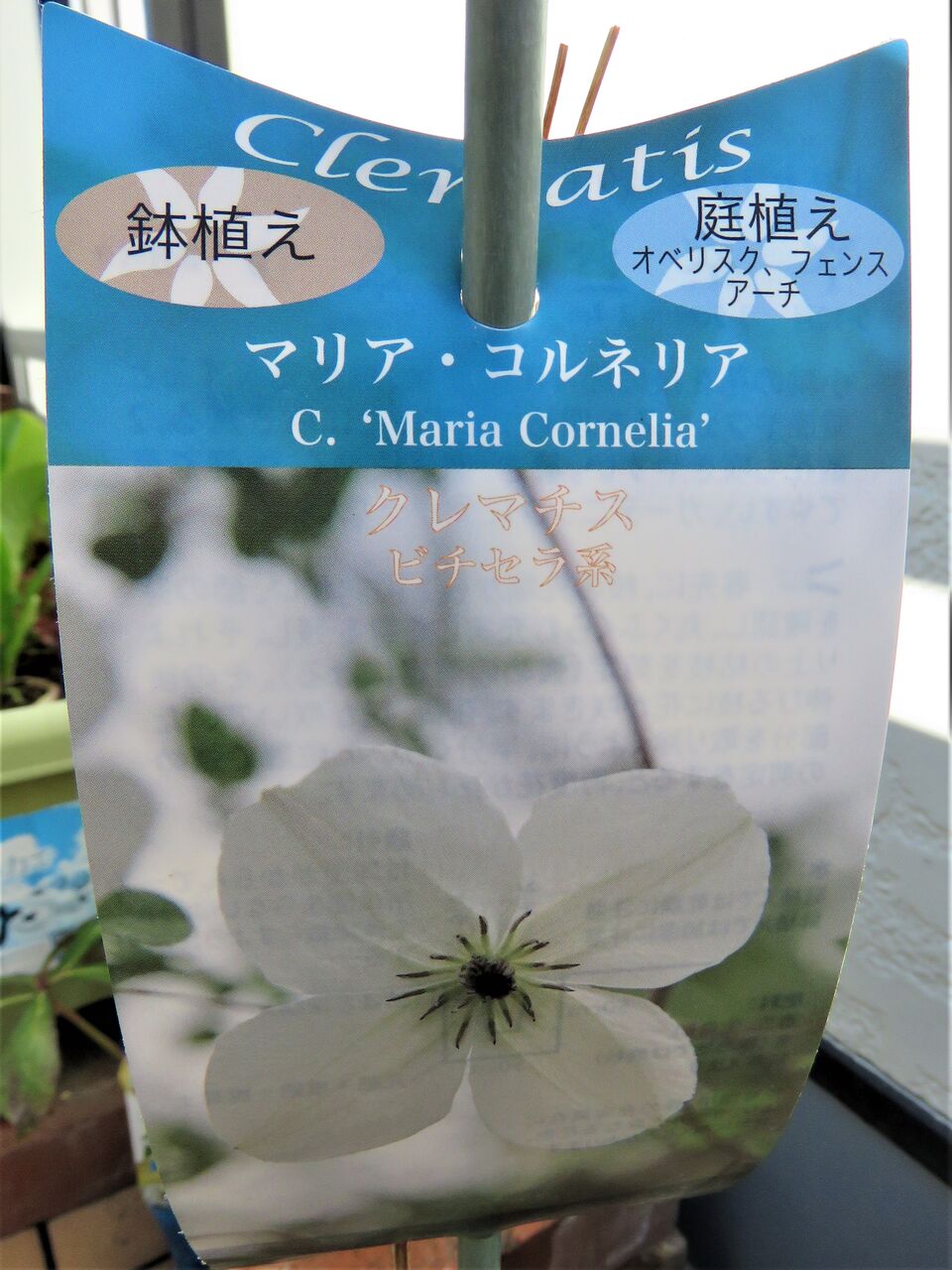 我が家の庭に仲間入りのお花たち クレマチス クリスマスローズ 2021 夢は枯れ野を 我が家の庭に仲間入りのお花たち クレマチス クリスマスローズ 2021 夢は枯れ野を