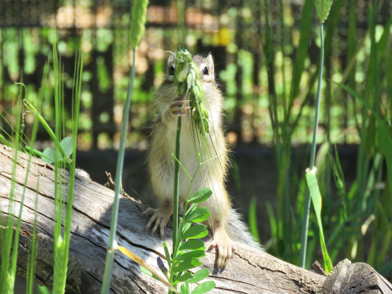 子リスたちがすくすく育っている りすの家 へ ２０２１ 夢は枯れ野を