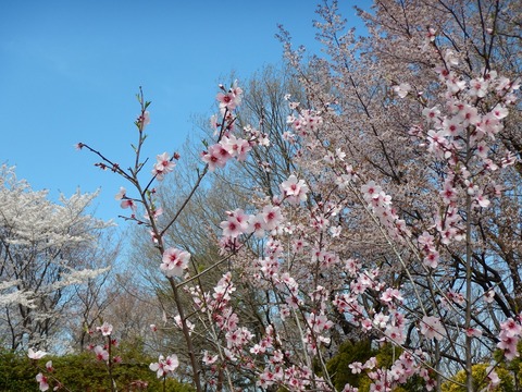 DSCN2529