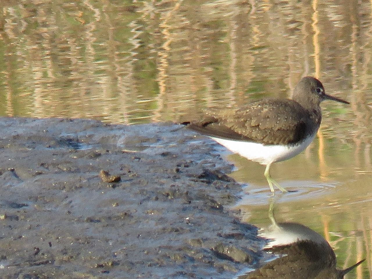 芝川 芝川第一調整池で野鳥観察 2016 カワセミそしてオオハクチョウ 夢は枯れ野を 芝川 芝川第一調整池で野鳥観察 2016 カワセミそしてオオハクチョウ 夢は枯れ野を