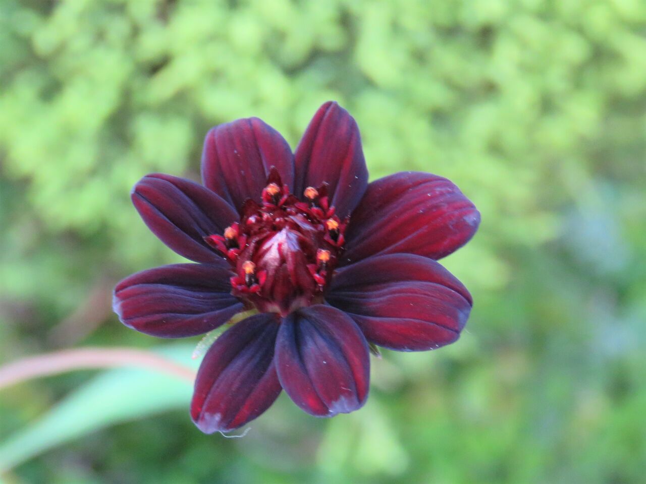 我が家の初夏の花 ２０２２ アルストロメリア チョコレートコスモス 夢は枯れ野を