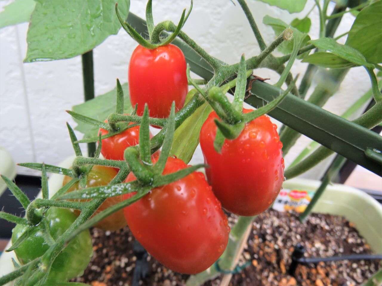 ベランダでミニトマト栽培 ８ デルモンテさんも色づき始めました 夢は枯れ野を