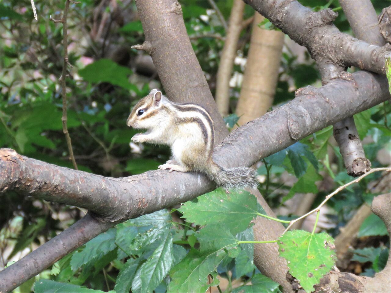 冬眠準備で大忙しのシマリスさん さいたま市りすの家へ ２０２１ 夢は枯れ野を
