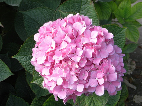 R1004110