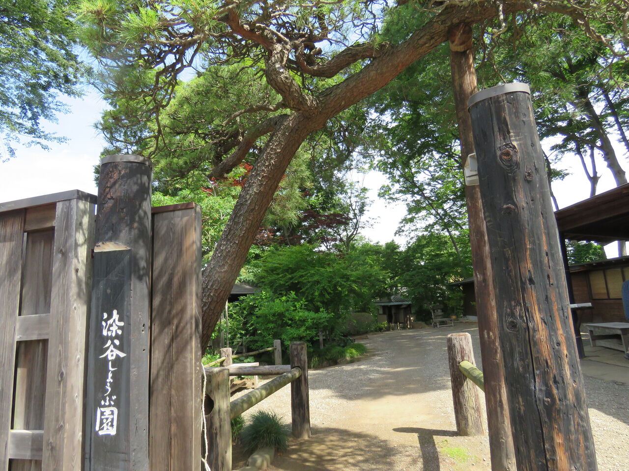 見沼染谷しょうぶ園へ 0種類00株の菖蒲と紫陽花のコラボ 2021 夢は枯れ野を 見沼染谷しょうぶ園へ 0種類00株の菖蒲と紫陽花のコラボ 2021 夢は枯れ野を