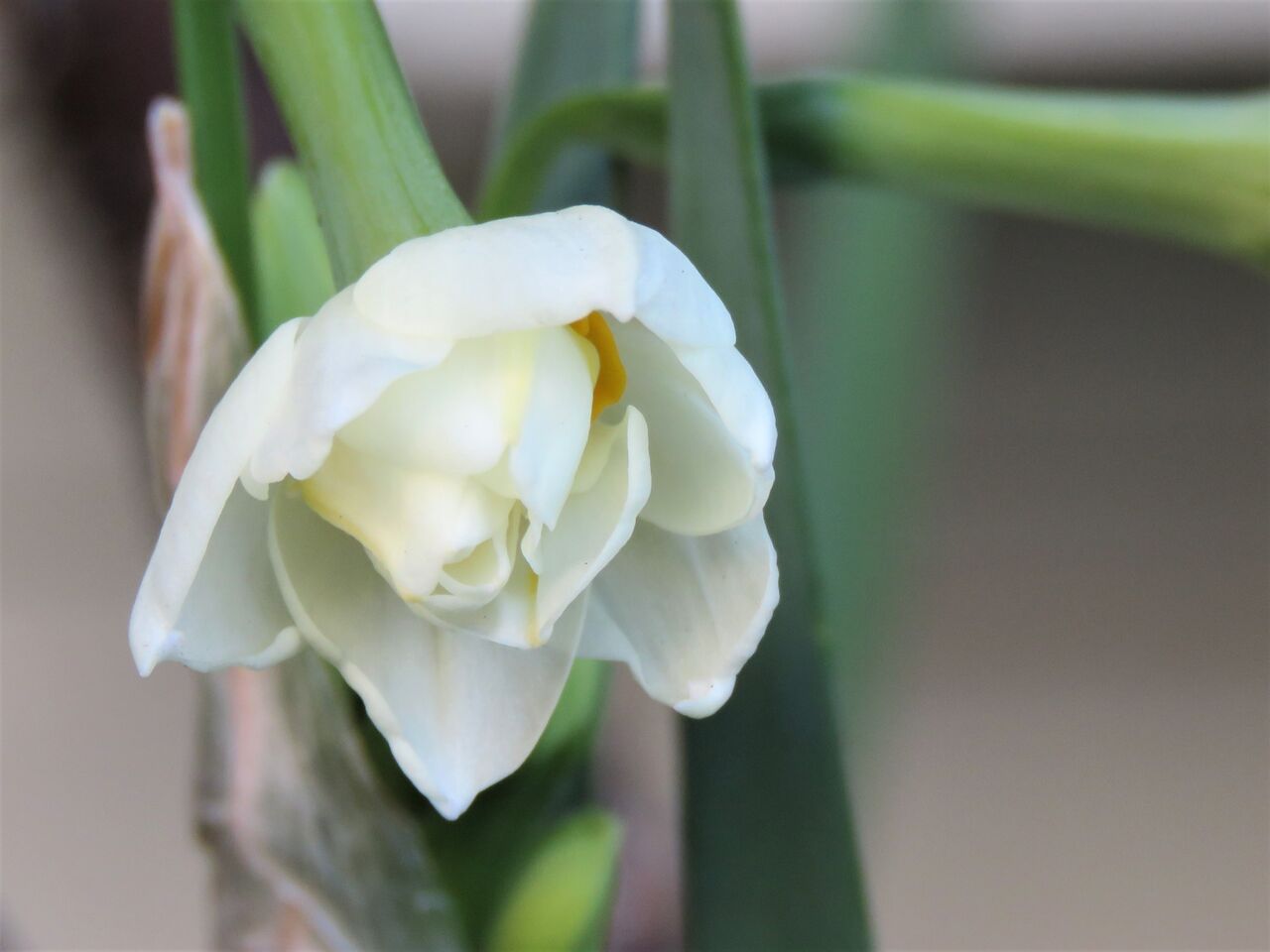 我が家の冬の花 2020 水仙 夢は枯れ野を 我が家の冬の花 2020 水仙 夢は枯れ野を
