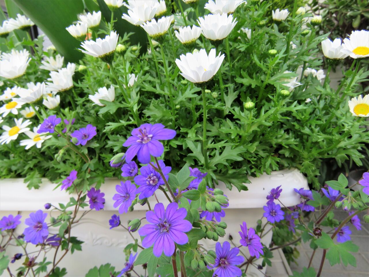 我が家の紫の花たち ２０２２ フウロソウ ミヤコワスレ 夢は枯れ野を